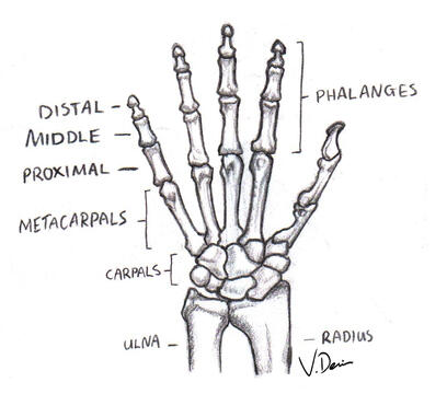 Medical Illustration