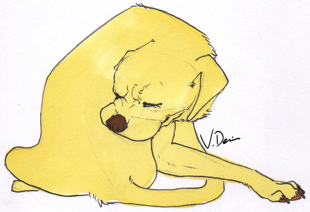 Yellow Dog