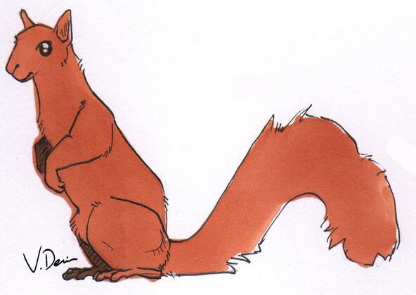 Red Squirrel