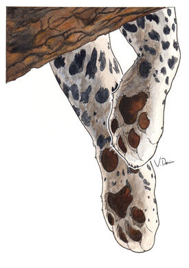 Leopard Paws