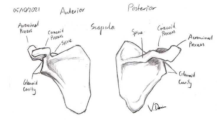 Scapula Anterior & Posterior