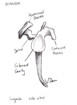 Scapula