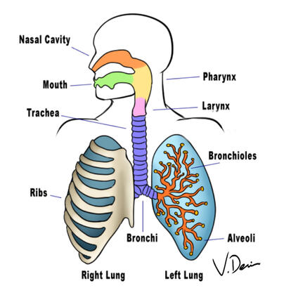 Respiratory System