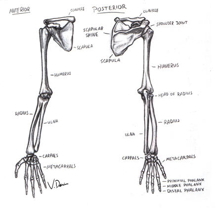 Arm Bones