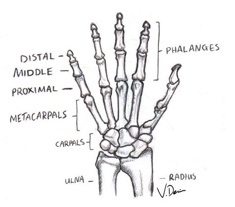 Hand Bones