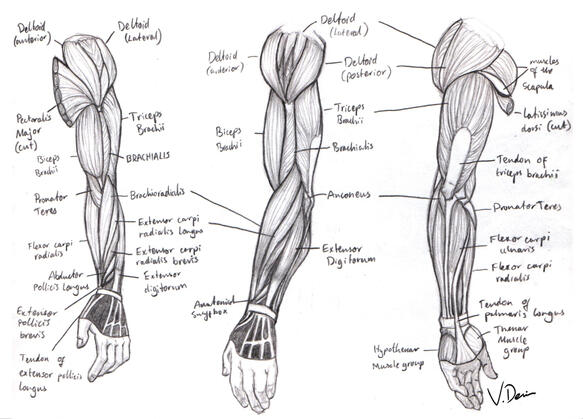 Arm Musculature