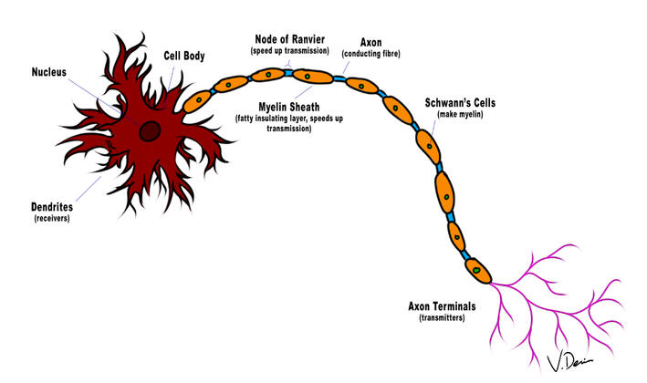 Neuron Anatomy