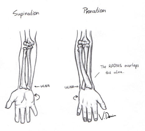 Forearm Rotation